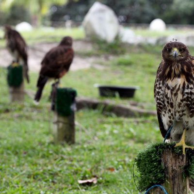 parque dos falcões